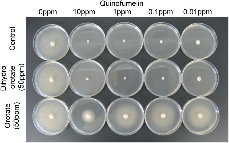 The target site of the novel fungicide quinofumelin, <i>Pyricularia oryzae</i> class II dihydroorotate dehydrogenase.