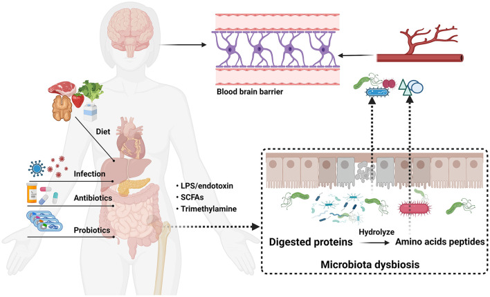 Interactions between gut microbiota and Parkinson's disease: The role of microbiota-derived amino acid metabolism.