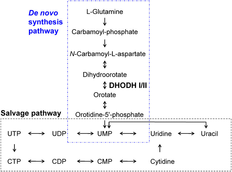 The target site of the novel fungicide quinofumelin, <i>Pyricularia oryzae</i> class II dihydroorotate dehydrogenase.