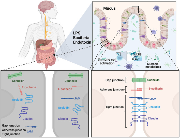Interactions between gut microbiota and Parkinson's disease: The role of microbiota-derived amino acid metabolism.