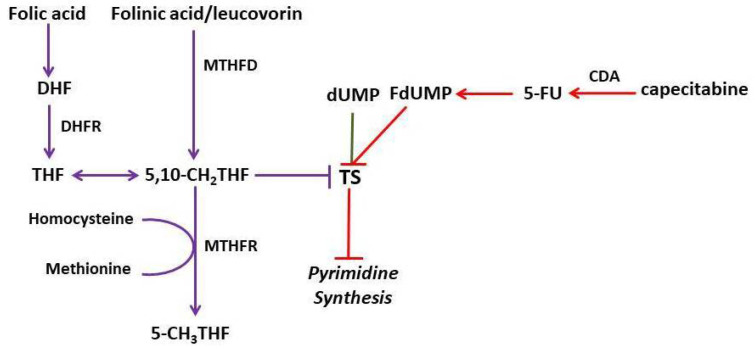 Concomitant Administration of Capecitabine and Folate Supplements: Need to Encourage Medication Reconciliation.