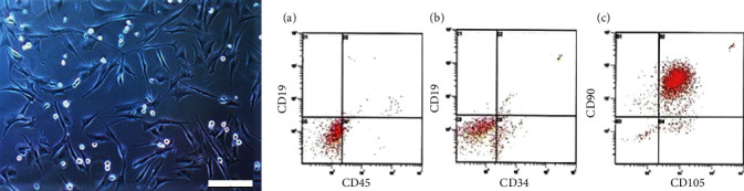 Model of Liver Fibrosis Induction by Thioacetamide in Rats for Regenerative Therapy Studies.