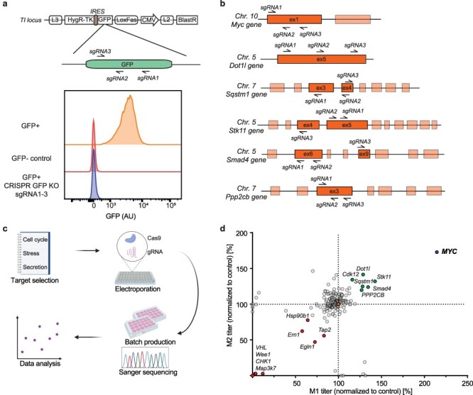 An arrayed CRISPR screen reveals Myc depletion to increase productivity of difficult-to-express complex antibodies in CHO cells.