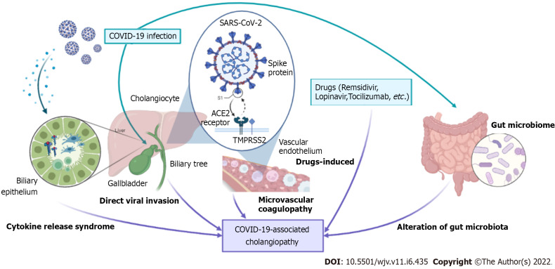 Cholestatic liver injury: A rare but fatal complication during and after COVID-19 infection.