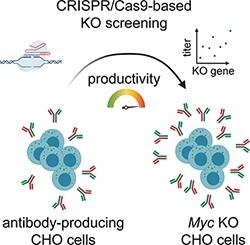 An arrayed CRISPR screen reveals Myc depletion to increase productivity of difficult-to-express complex antibodies in CHO cells.