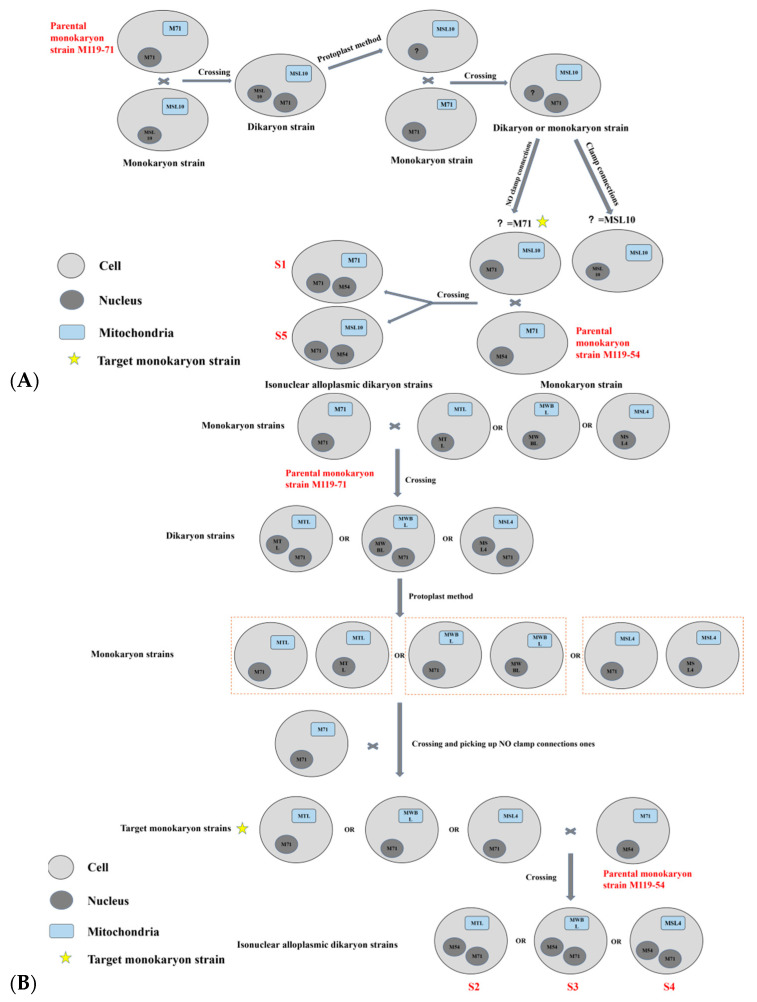The Effect of Mitochondria on <i>Ganoderma lucidum</i> Growth and Bioactive Components Based on Transcriptomics.