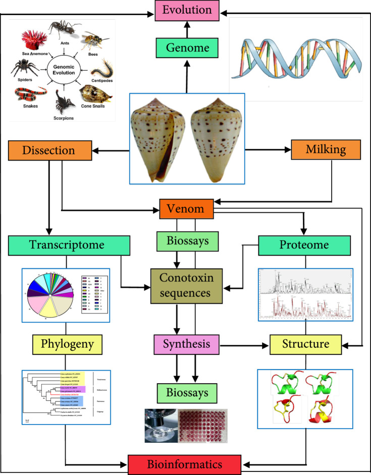 High-Throughput Prediction and Design of Novel Conopeptides for Biomedical Research and Development.