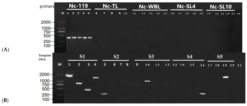 The Effect of Mitochondria on <i>Ganoderma lucidum</i> Growth and Bioactive Components Based on Transcriptomics.