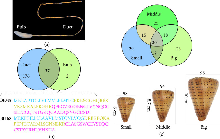 High-Throughput Prediction and Design of Novel Conopeptides for Biomedical Research and Development.