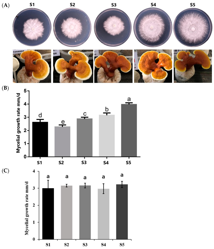 The Effect of Mitochondria on <i>Ganoderma lucidum</i> Growth and Bioactive Components Based on Transcriptomics.