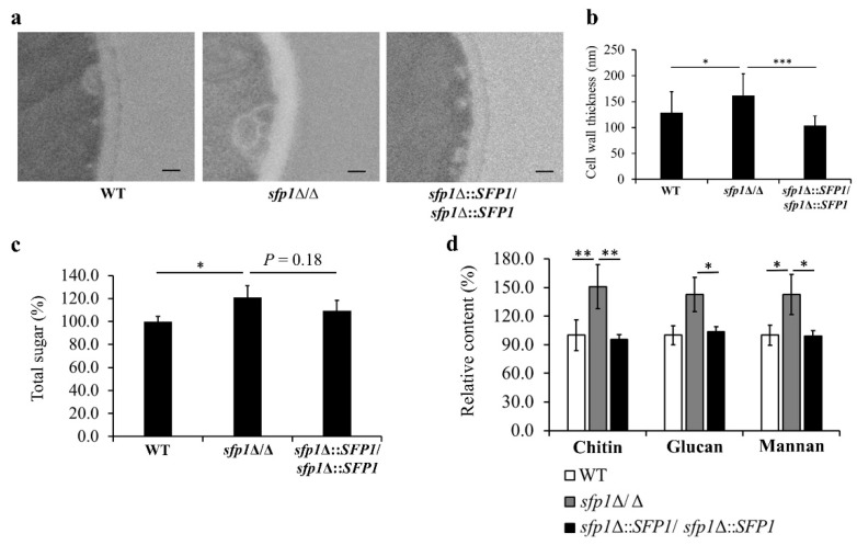 The Role of Sfp1 in <i>Candida albicans</i> Cell Wall Maintenance.