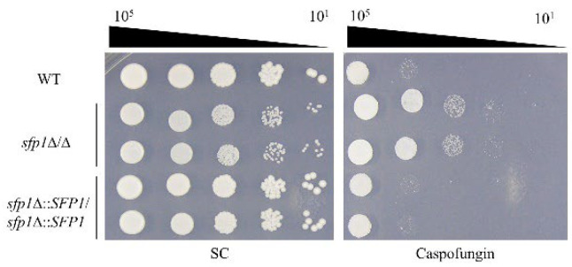 The Role of Sfp1 in <i>Candida albicans</i> Cell Wall Maintenance.