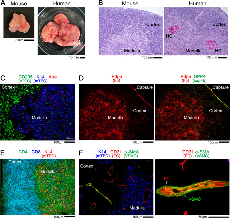 Mesenchymal stromal cells in the thymus.