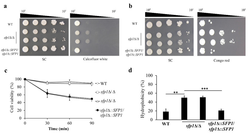 The Role of Sfp1 in <i>Candida albicans</i> Cell Wall Maintenance.