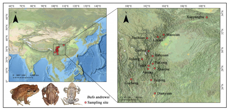 Testis Size Variation and Its Environmental Correlates in Andrew's Toad (<i>Bufo andrewsi</i>).