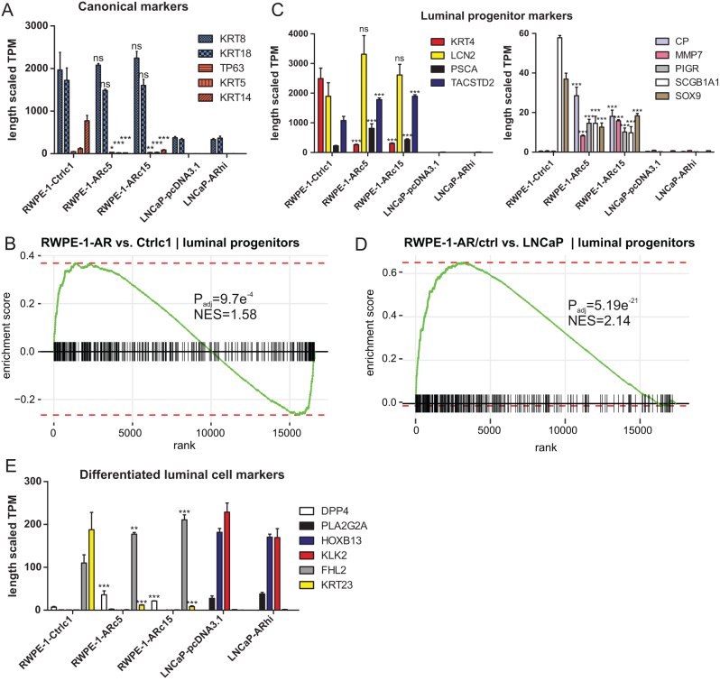 Nonmalignant AR-positive prostate epithelial cells and cancer cells respond differently to androgen.