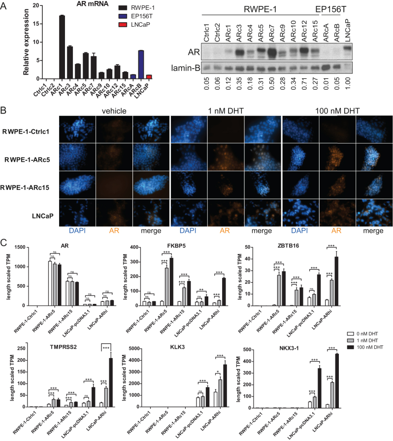 Nonmalignant AR-positive prostate epithelial cells and cancer cells respond differently to androgen.