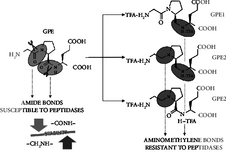 Toxicity of Glycyl-l-Prolyl-l-Glutamate Pseudotripeptides: Cytotoxic, Oxidative, Genotoxic, and Embryotoxic Perspectives.