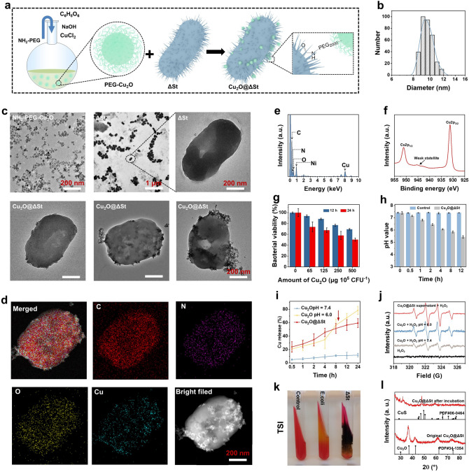 Bacterial Metabolism-Initiated Nanocatalytic Tumor Immunotherapy