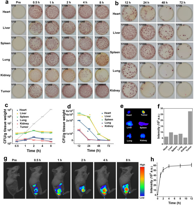 Bacterial Metabolism-Initiated Nanocatalytic Tumor Immunotherapy