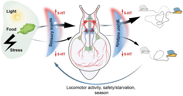 Serotonin as a volume transmission signal in the "simple nervous system" of mollusks: From axonal guidance to behavioral orchestration.