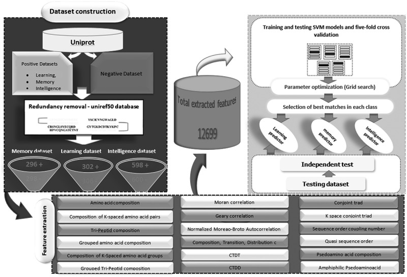 Identification of intelligence-related proteins through a robust two-layer predictor.