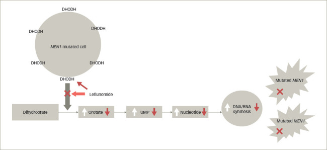 A New Medical Therapy for Multiple Endocrine Neoplasia Type 1?