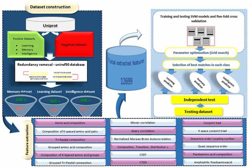 Identification of intelligence-related proteins through a robust two-layer predictor.