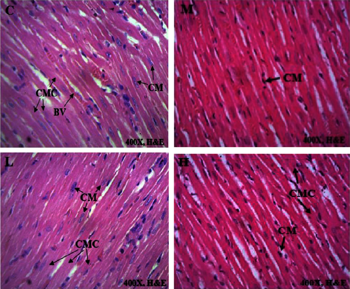 In Vitro and In Vivo Toxicological Evaluation of <i>Avicennia africana</i> P: Beauv. (Avicenniaceae) Leaf Extract in a Rat Model.