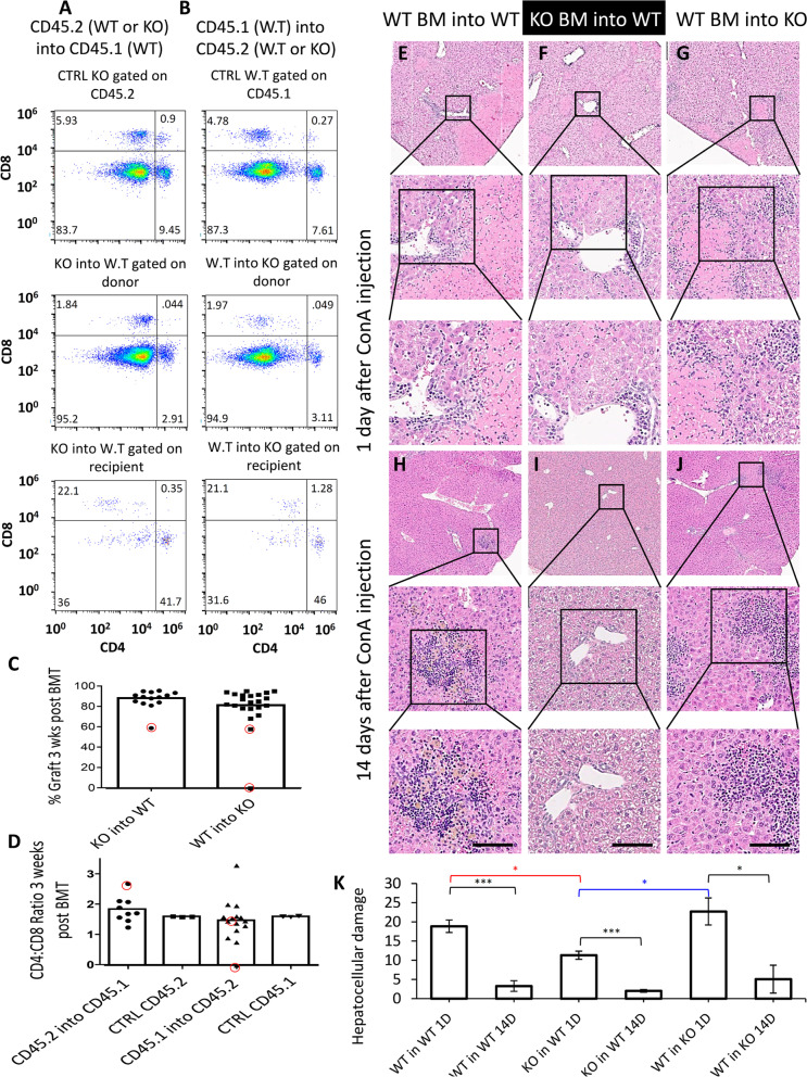 Resolving the conflicts around Par2 opposing roles in regeneration by comparing immune-mediated and toxic-induced injuries.