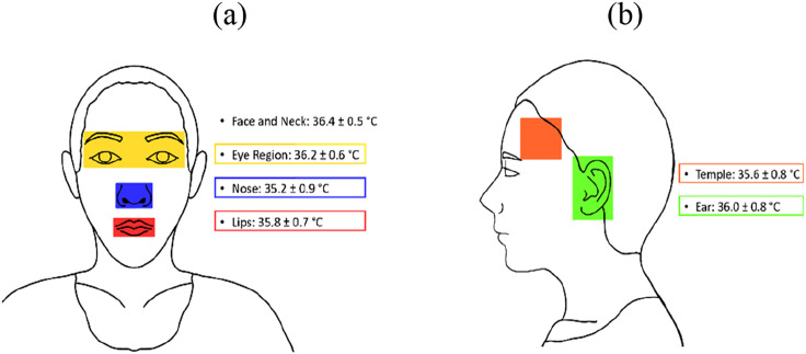 Regression model for predicting core body temperature in infrared thermal mass screening