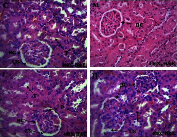 In Vitro and In Vivo Toxicological Evaluation of <i>Avicennia africana</i> P: Beauv. (Avicenniaceae) Leaf Extract in a Rat Model.