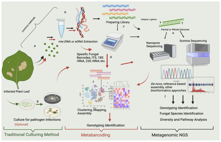 Metagenomics Next Generation Sequencing (mNGS): An Exciting Tool for Early and Accurate Diagnostic of Fungal Pathogens in Plants.