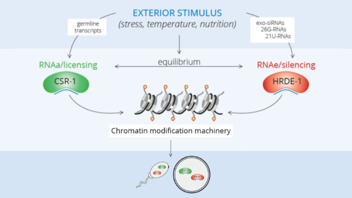 Do heritable immune responses extend physiological individuality?