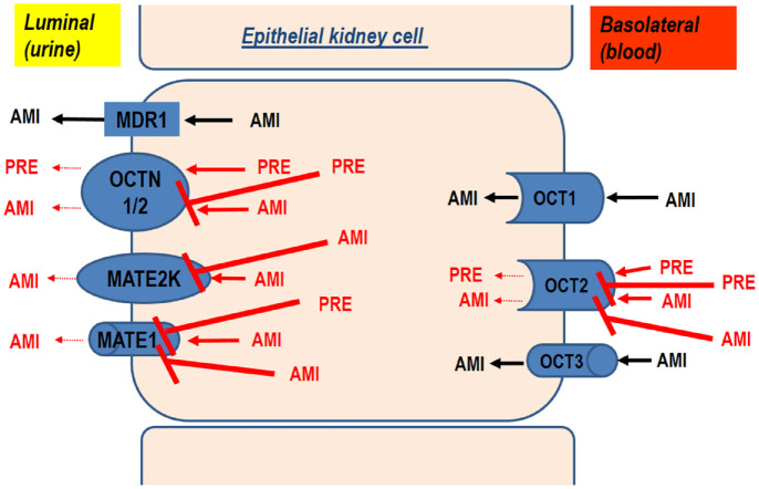 Increased amisulpride serum concentration in a patient treated with concomitant pregabalin and trazodone: a case report.