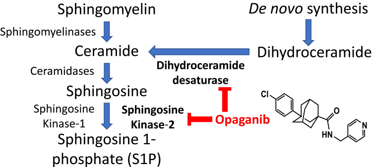 The Sphingosine Kinase 2 Inhibitor Opaganib Protects Against Acute Kidney Injury in Mice.