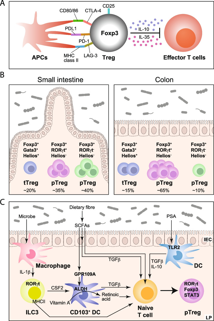 Localization and movement of Tregs in gastrointestinal tract: a systematic review.