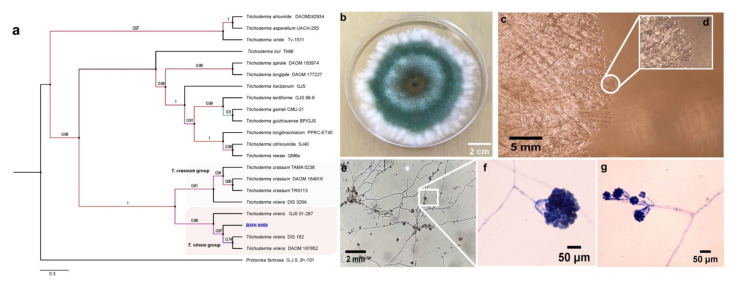 Soil Type Influences Novel "Milpa" Isolates of <i>Trichoderma</i> virens and <i>Aspergillus tubingensis</i> That Promote Solubilization, Mineralization, and Phytoabsorption of Phosphorus in <i>Capsicum annuum</i> L.