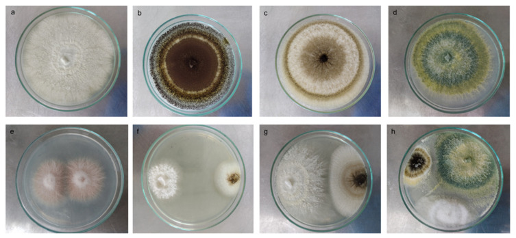 Soil Type Influences Novel "Milpa" Isolates of <i>Trichoderma</i> virens and <i>Aspergillus tubingensis</i> That Promote Solubilization, Mineralization, and Phytoabsorption of Phosphorus in <i>Capsicum annuum</i> L.