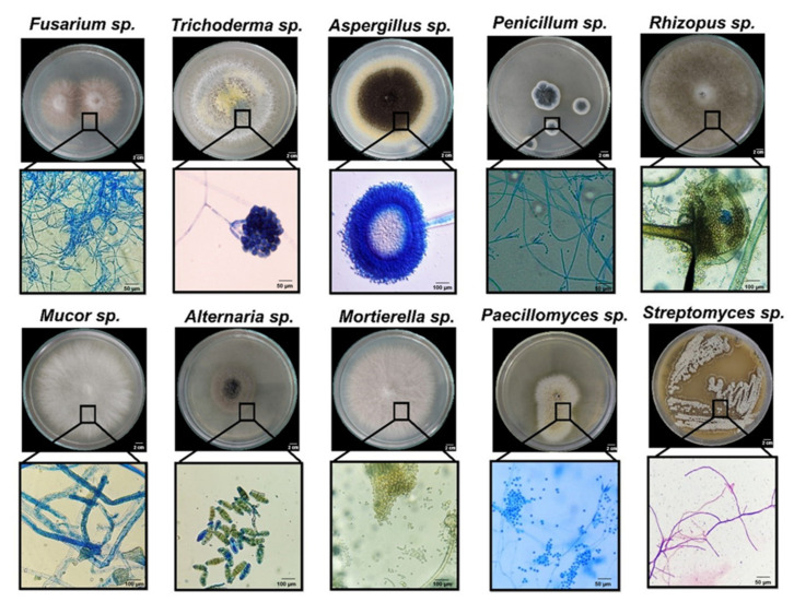 Soil Type Influences Novel "Milpa" Isolates of <i>Trichoderma</i> virens and <i>Aspergillus tubingensis</i> That Promote Solubilization, Mineralization, and Phytoabsorption of Phosphorus in <i>Capsicum annuum</i> L.