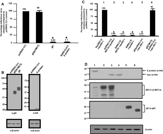 The envelope proteins from SARS-CoV-2 and SARS-CoV potently reduce the infectivity of human immunodeficiency virus type 1 (HIV-1).