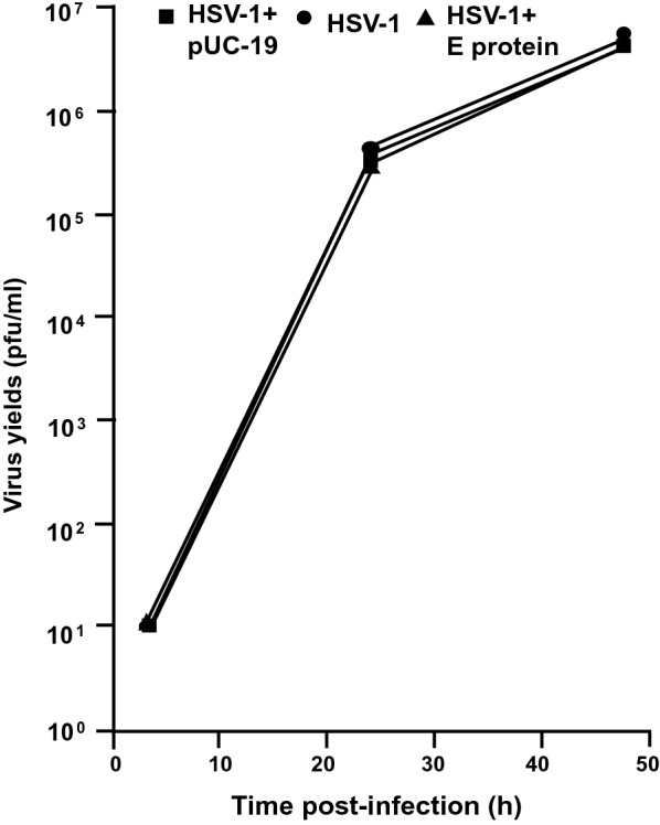 The envelope proteins from SARS-CoV-2 and SARS-CoV potently reduce the infectivity of human immunodeficiency virus type 1 (HIV-1).