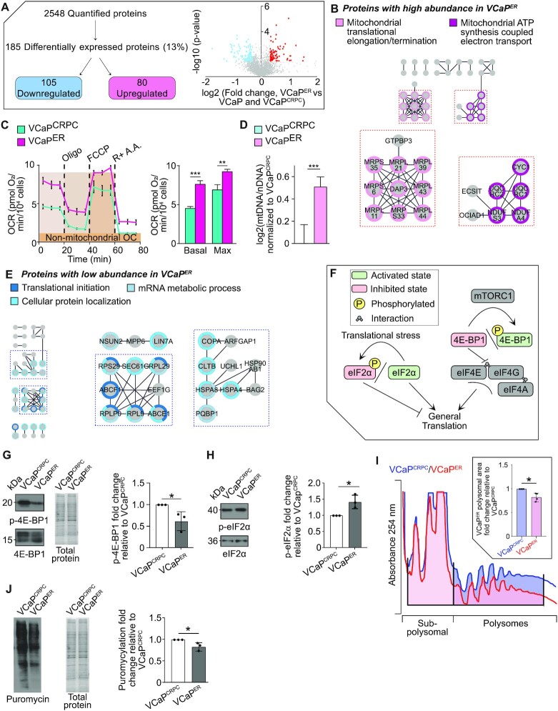 Prostate cancer resistance leads to a global deregulation of translation factors and unconventional translation.