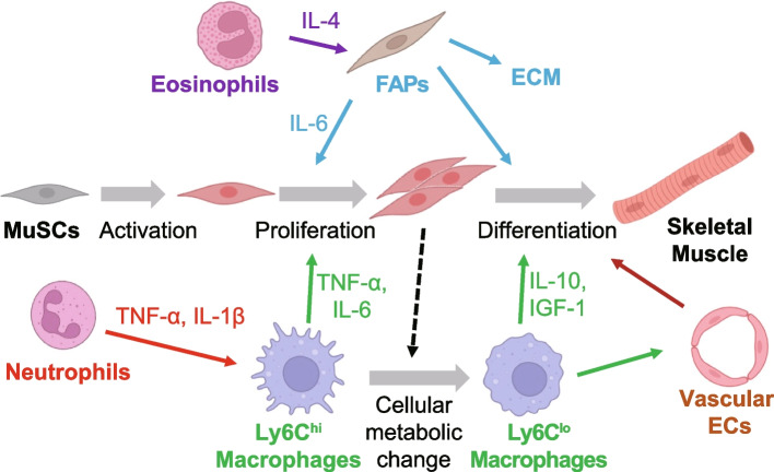 Mechanisms of cooperative cell-cell interactions in skeletal muscle regeneration.