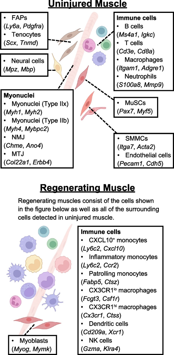 Mechanisms of cooperative cell-cell interactions in skeletal muscle regeneration.