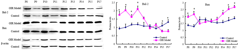 Changes of Beclin-1 and ULK1 in retina of mice model in oxygen-inducedretinopathy