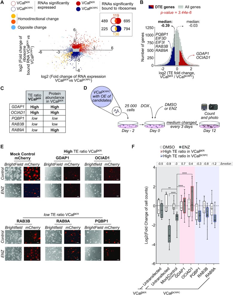 Prostate cancer resistance leads to a global deregulation of translation factors and unconventional translation.