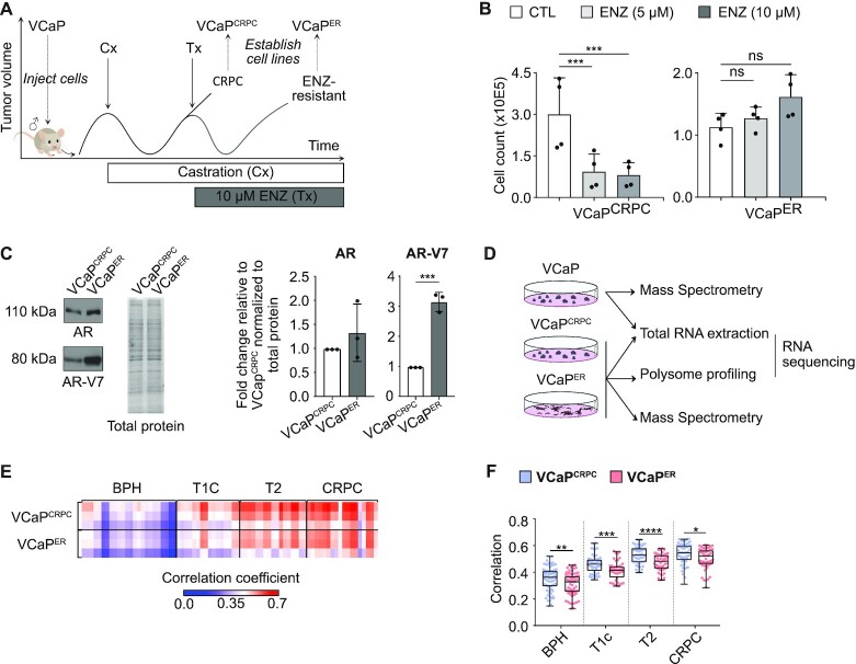 Prostate cancer resistance leads to a global deregulation of translation factors and unconventional translation.