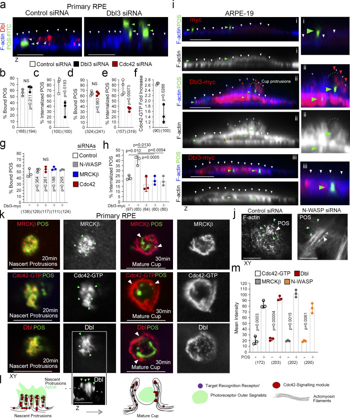 Spatiotemporal control of actomyosin contractility by MRCKβ signaling drives phagocytosis.