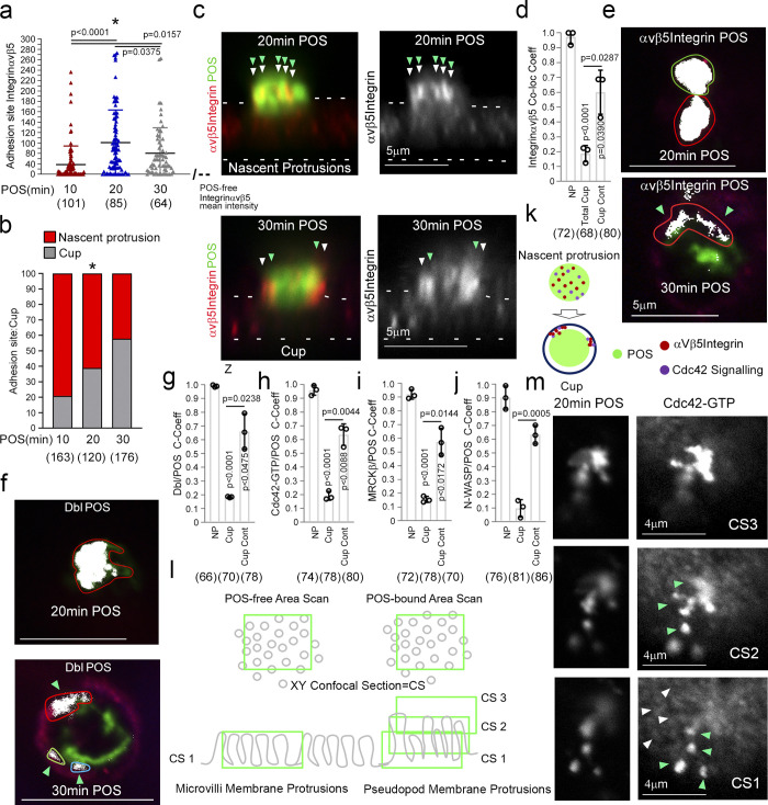 Spatiotemporal control of actomyosin contractility by MRCKβ signaling drives phagocytosis.